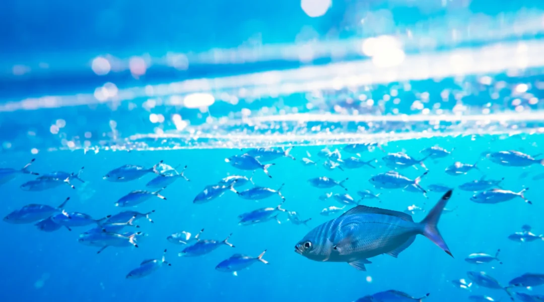 school-of-swimming-and-feeding-caesio-suevica-fish-2025-02-22-14-45-44-utc