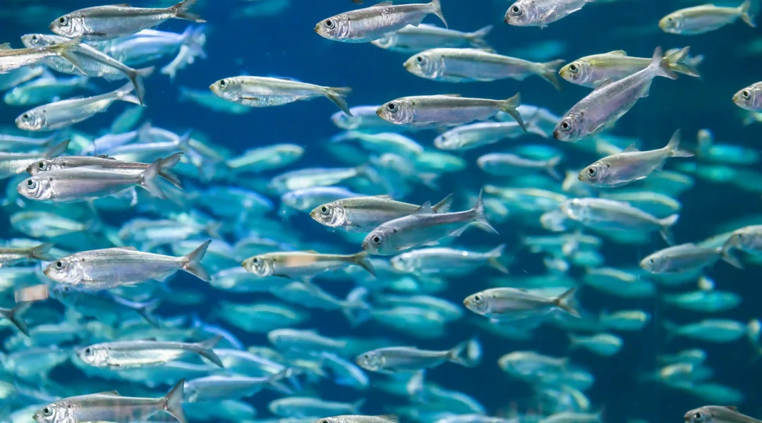 shoal-of-alewives-in-an-aquarium-tank-2024-10-18-07-37-15-utc